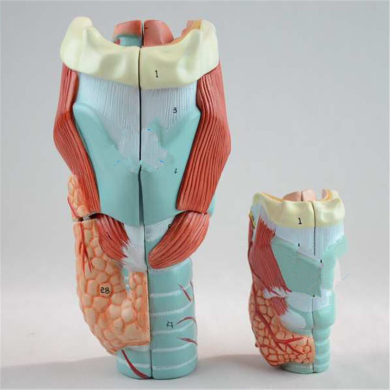 2倍放大咽喉模型 揭秘喉部結(jié)構(gòu)與醫(yī)學(xué)教學(xué)應(yīng)用